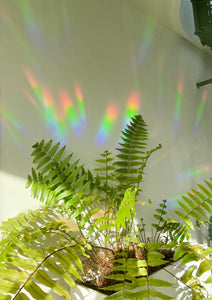 Rainbow maker - Botanopia